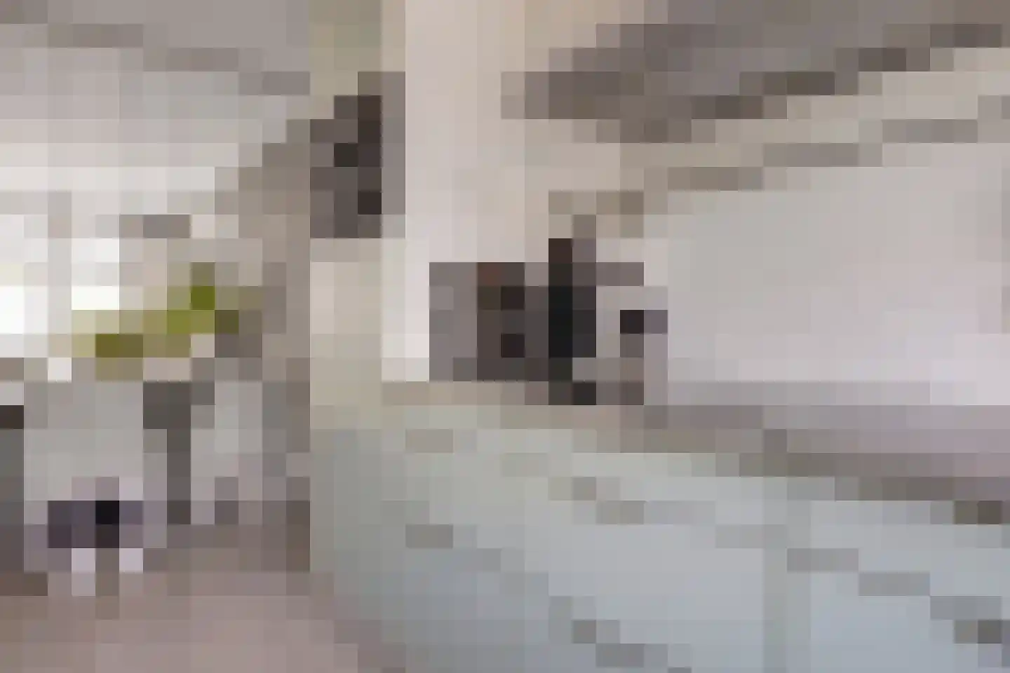 Hohorst 18 De Lier thumbnail 15