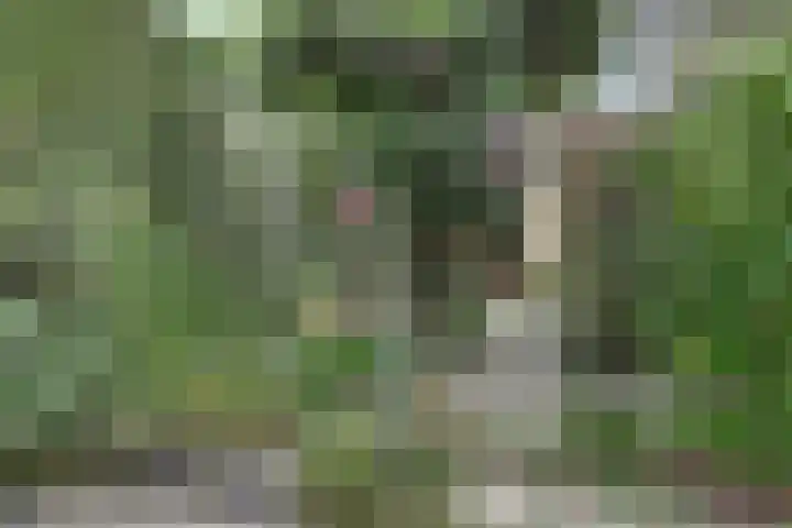 Hohorst 60 De Lier thumbnail 36
