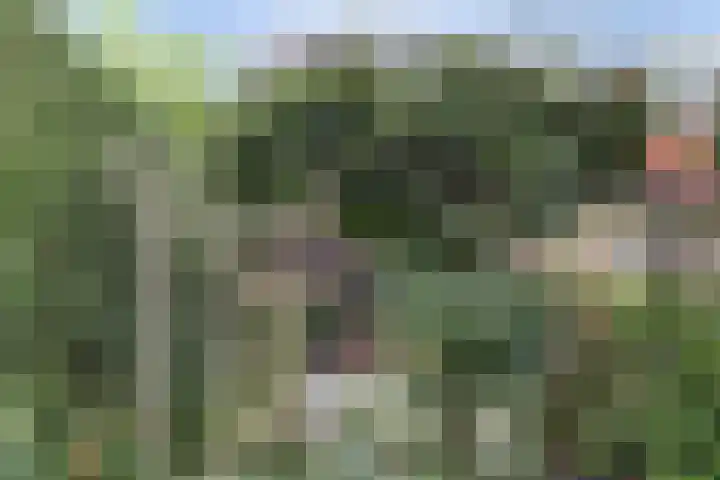 Hohorst 60 De Lier thumbnail 41