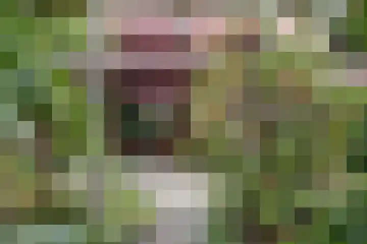 Hohorst 60 De Lier thumbnail 42