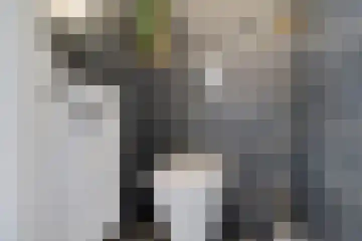 Hoitingeslag 39 Emmen thumbnail 12