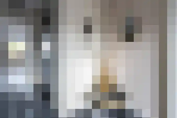 Holenduif 21 Emmen thumbnail 17