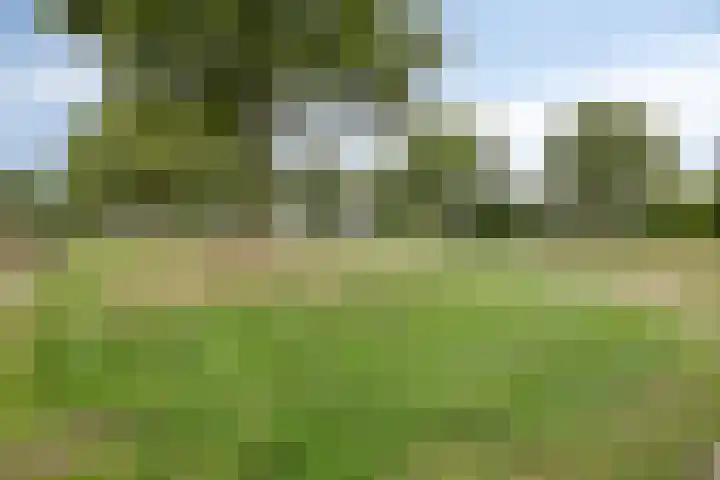 Holenduif 27 Emmen thumbnail 43
