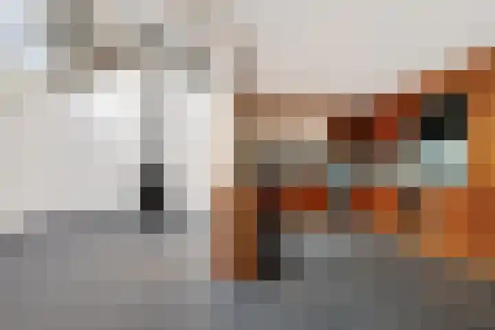 Holenduif 29 Emmen thumbnail 14