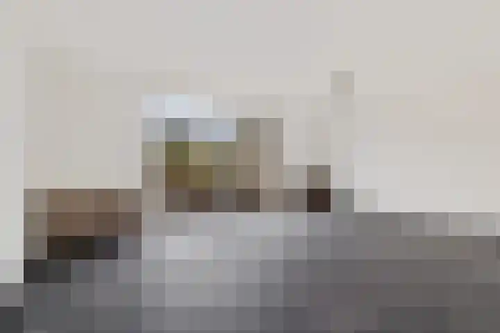 Holenduif 29 Emmen thumbnail 17