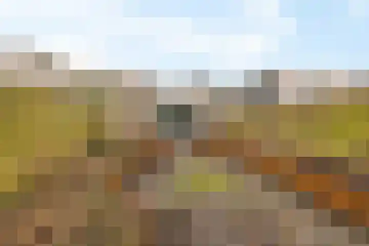 Holenduif 29 Emmen thumbnail 34