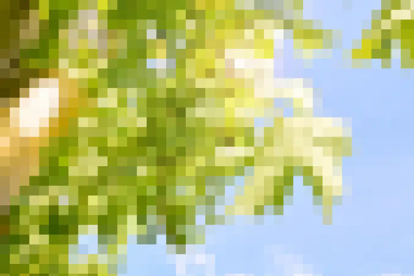 Holenduif 3 Olst thumbnail 13