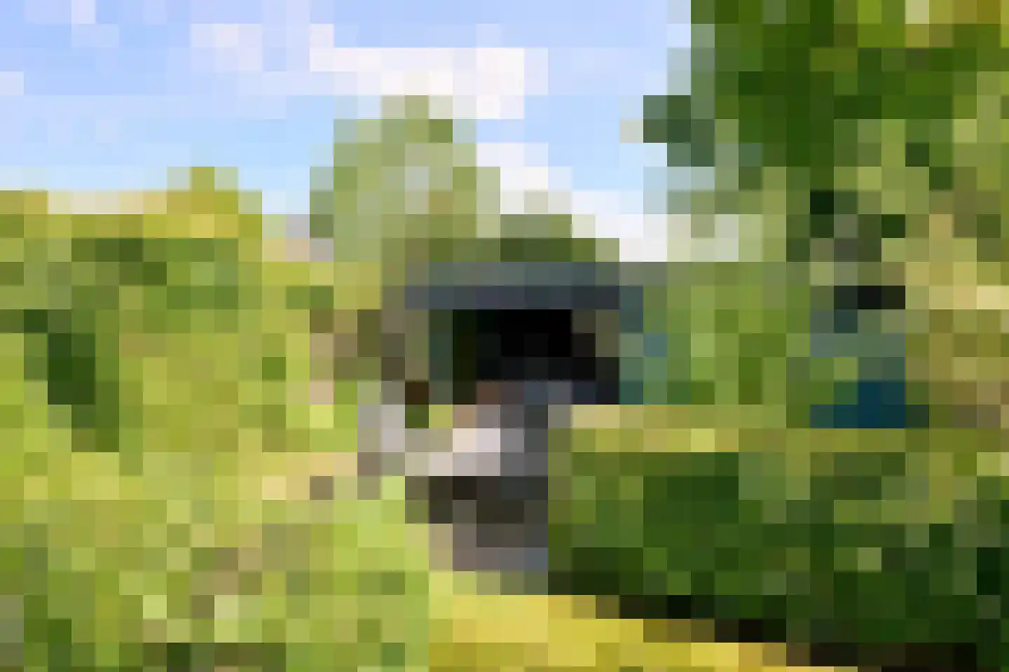 Holenduif 3 Olst thumbnail 15