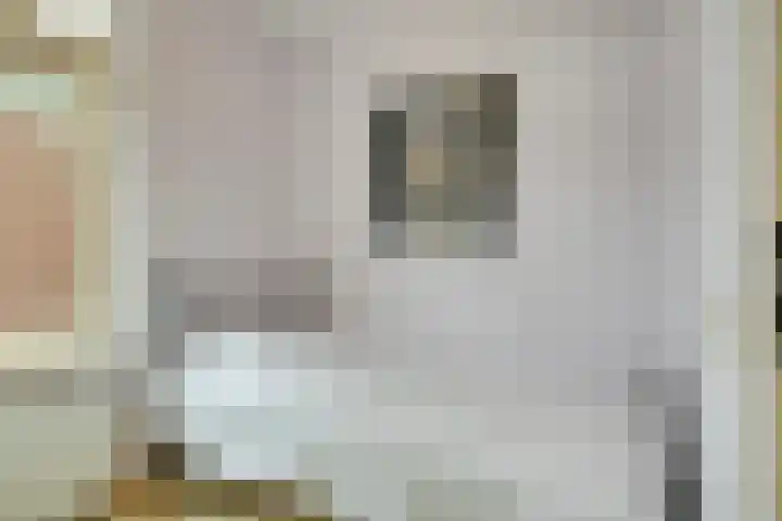 Hollandhof 13 Helmond thumbnail 15