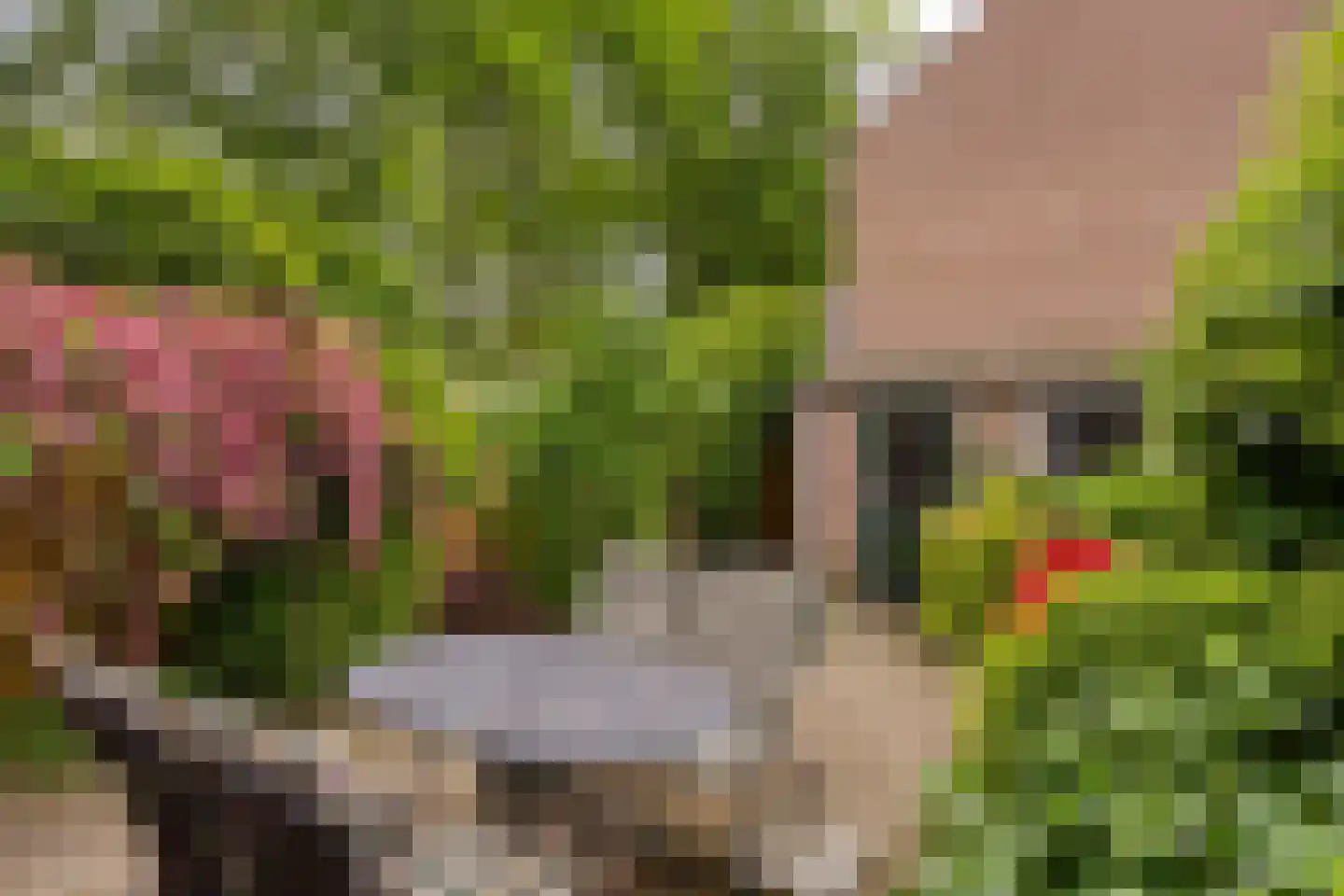 Hollandhof 140 Helmond thumbnail 34