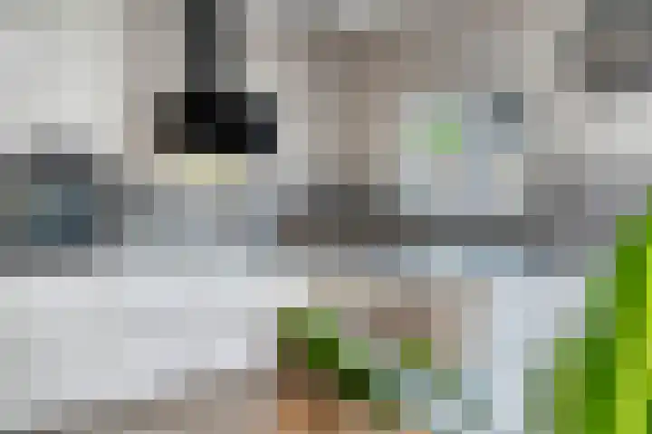 Hollandhof 55 Helmond thumbnail 20