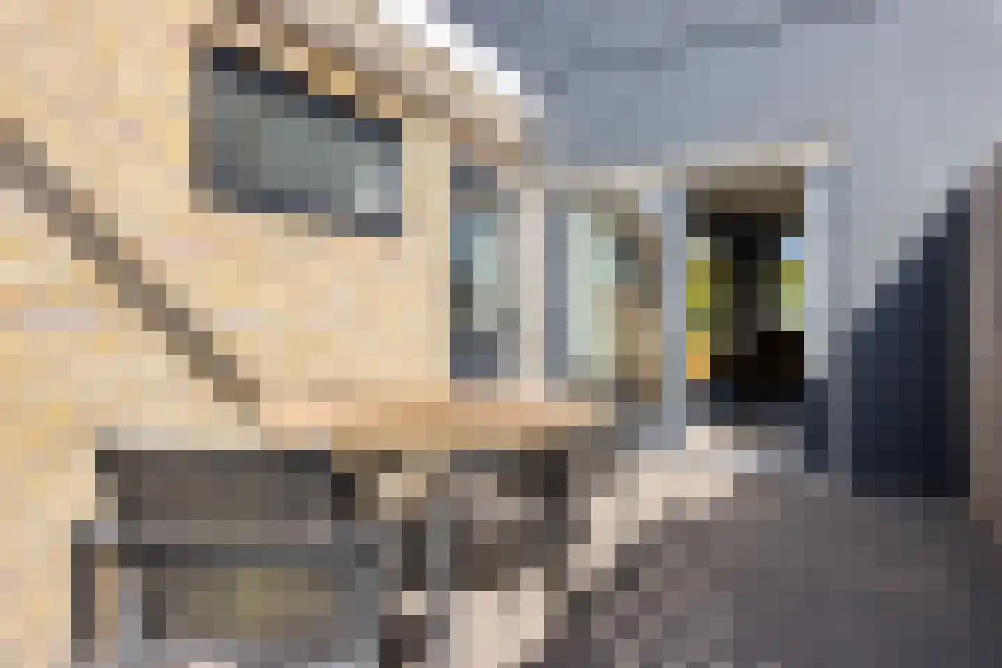 Hollandiastraat 100 Scharsterbrug thumbnail 32