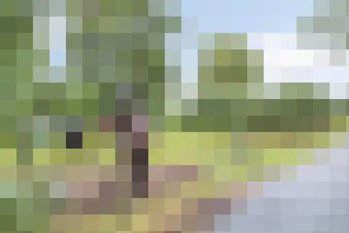 Hollandiastraat 34 Scharsterbrug thumbnail 45
