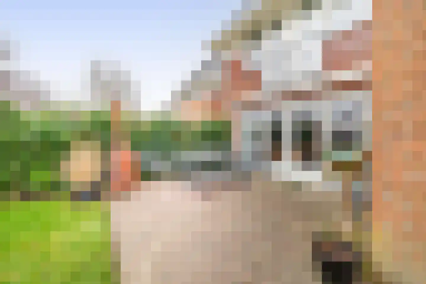 Hollands Hoen 78 Schagerbrug thumbnail 27