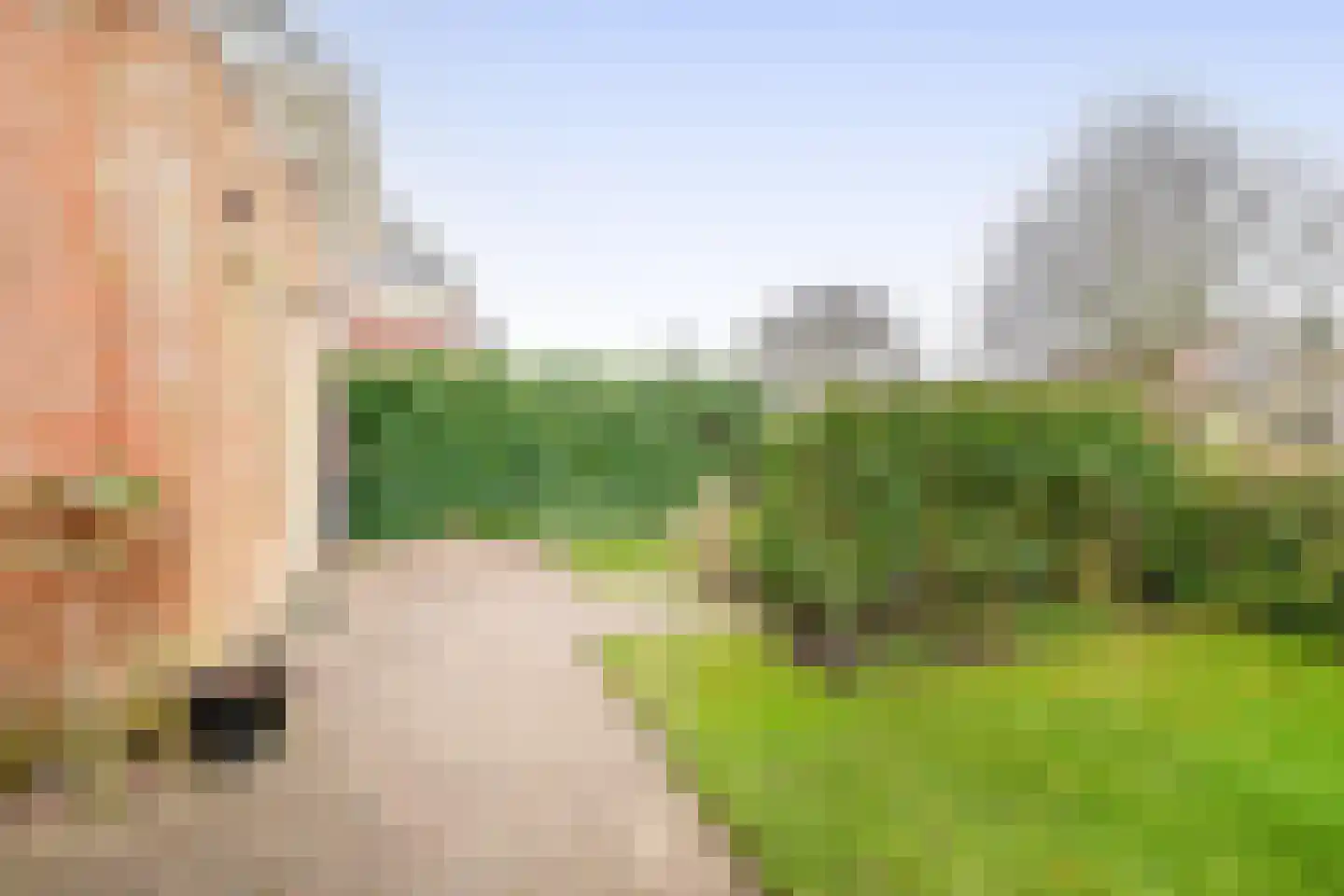 Hollands Hoen 78 Schagerbrug thumbnail 33