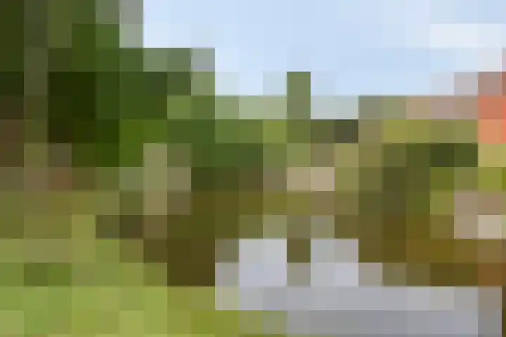 Hollandsch Diep 101 Zaandam thumbnail 24
