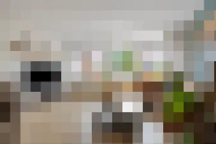 Hollandsch Diep 189 Zaandam thumbnail 4