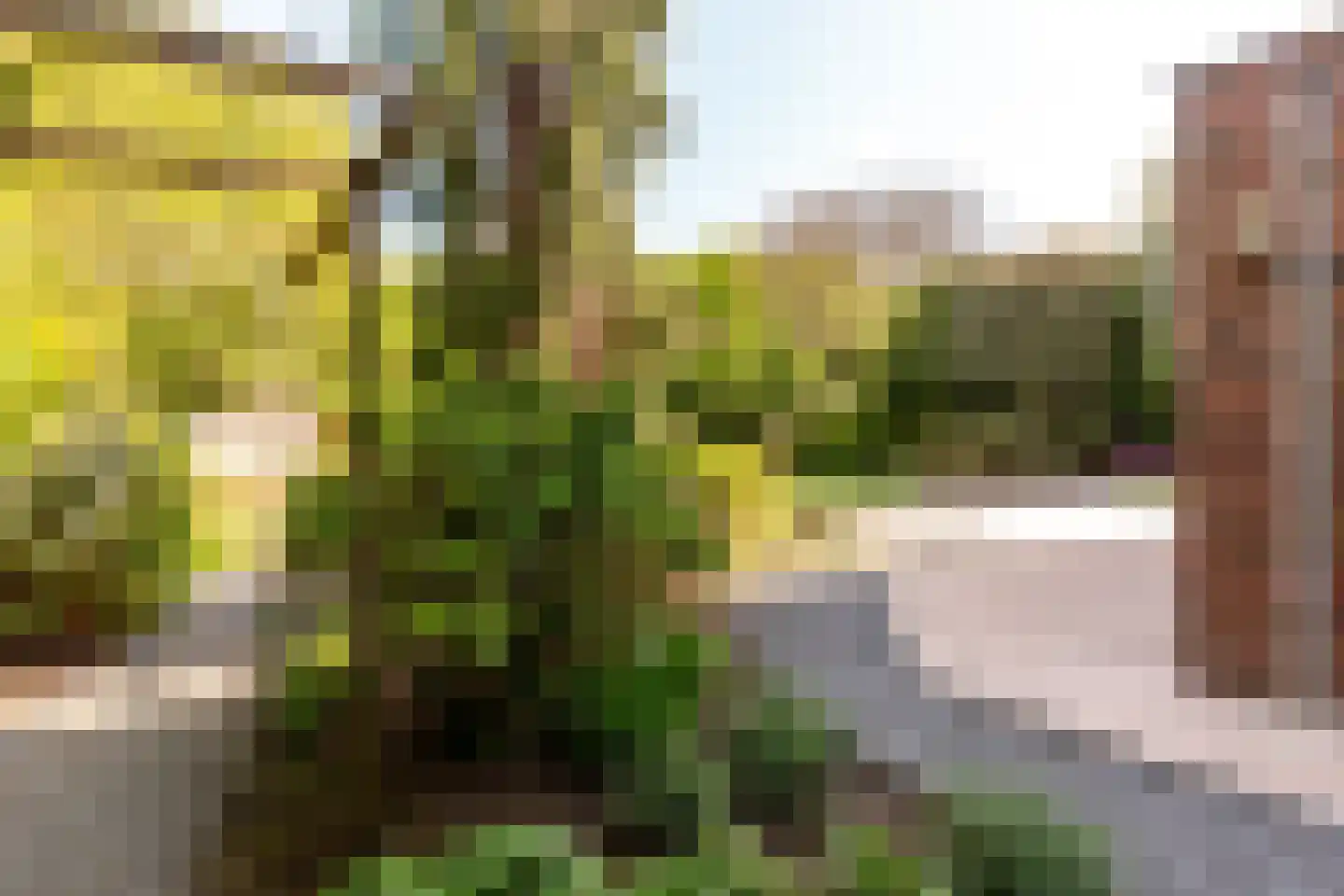 Hollandse Hout 162 Lelystad thumbnail 34