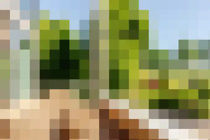 Hollandse Hout 36 Lelystad thumbnail 17