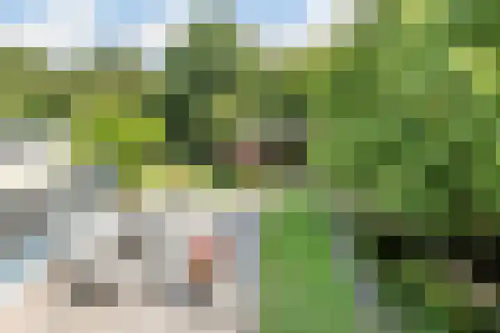 Hollandse Hout 70 Lelystad thumbnail 52