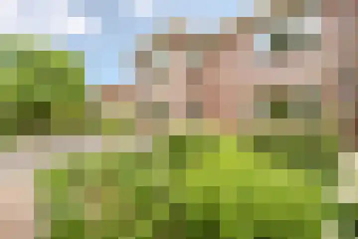 Hollandse Hout 70 Lelystad thumbnail 74