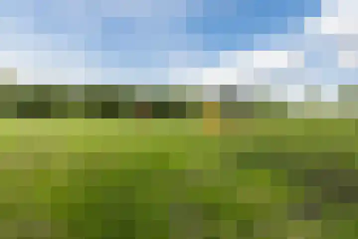 Hollandse Hout 70 Lelystad thumbnail 78