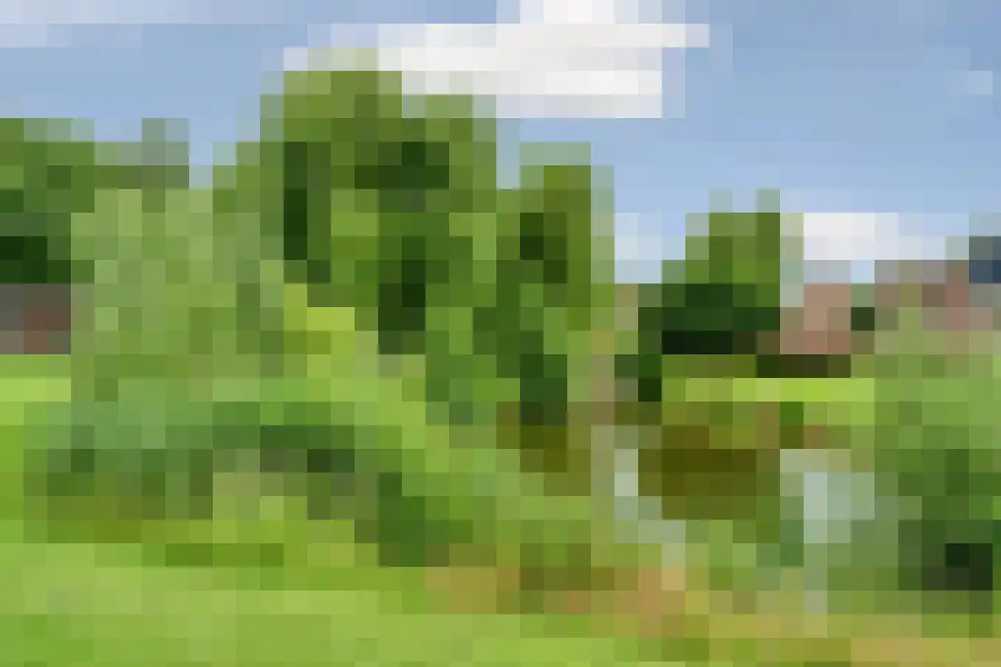 Hollandse Morgen 1 Westervoort thumbnail 35