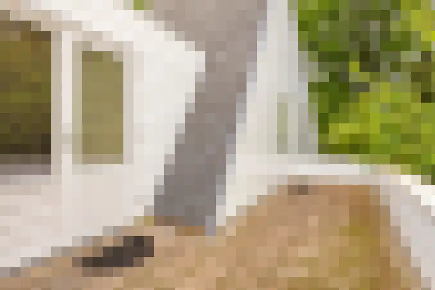 Hollandse Tuin 27 's Gravenmoer thumbnail 40