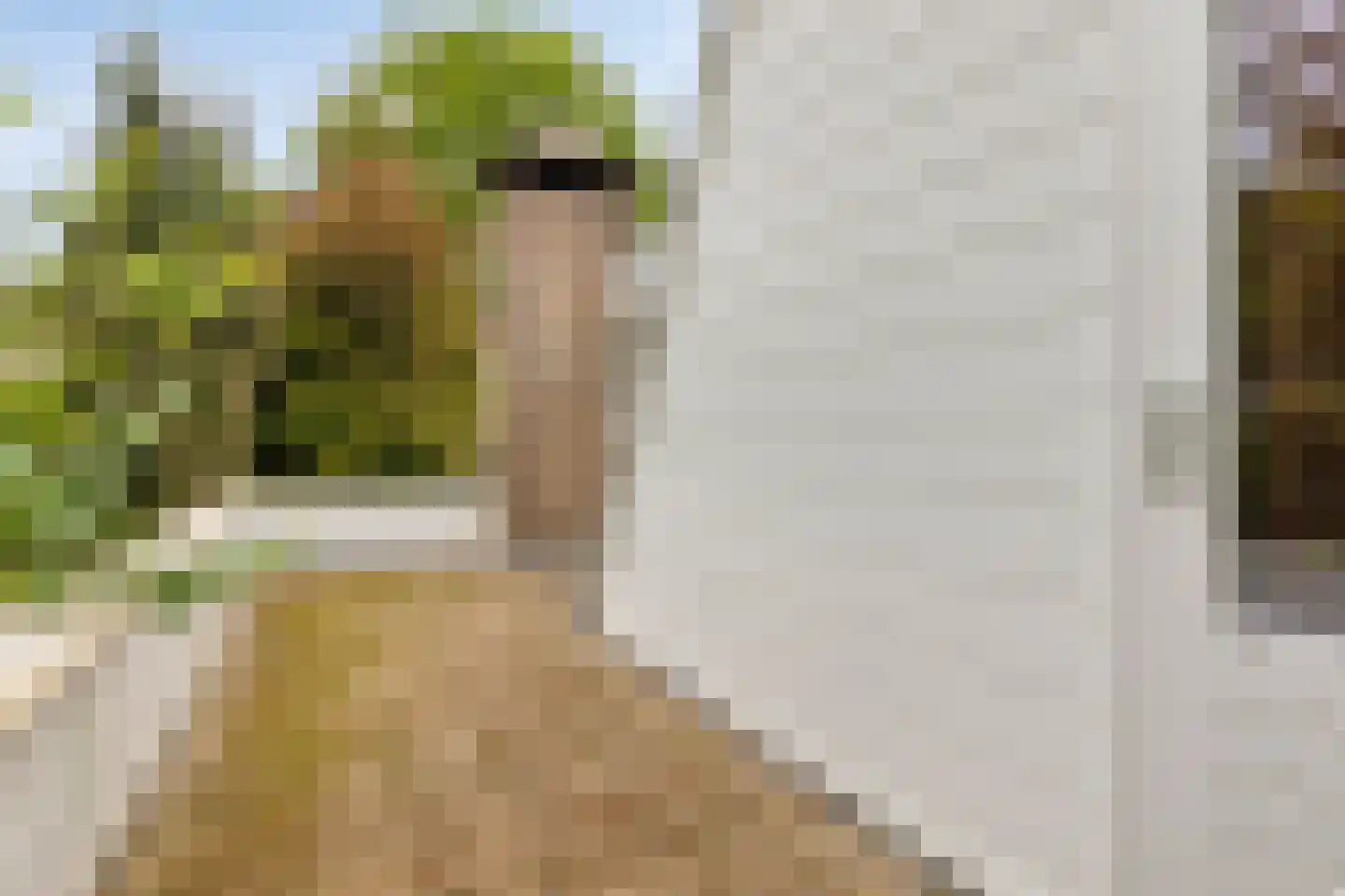 Hollandse Tuin 27 's Gravenmoer thumbnail 41