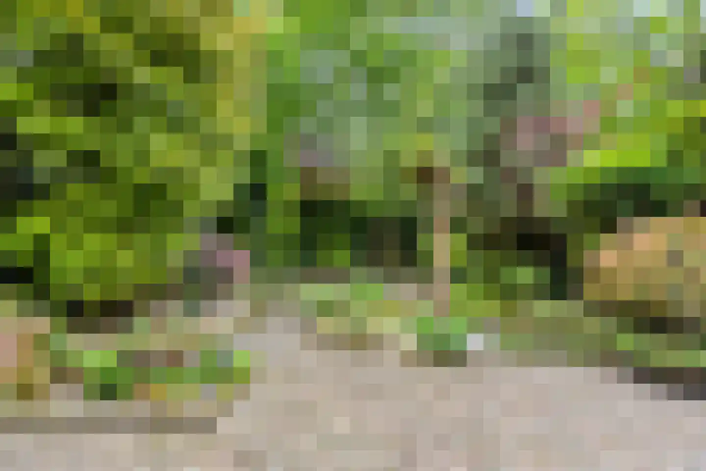 Hollandse Tuin 27 's Gravenmoer thumbnail 45