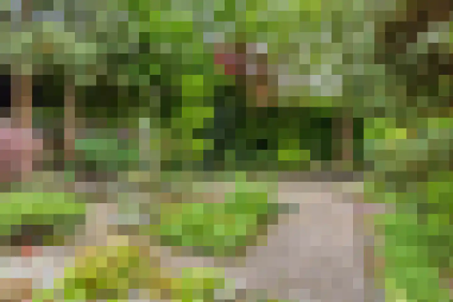 Hollandse Tuin 27 's Gravenmoer thumbnail 47
