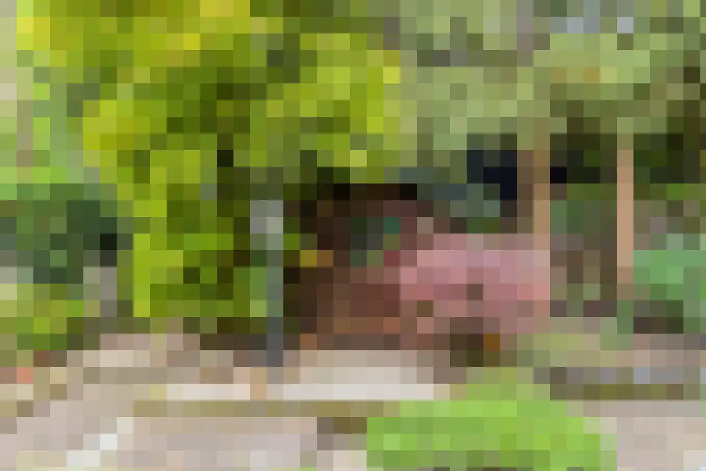 Hollandse Tuin 27 's Gravenmoer thumbnail 48