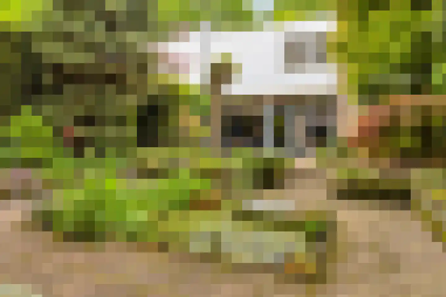 Hollandse Tuin 27 's Gravenmoer thumbnail 50