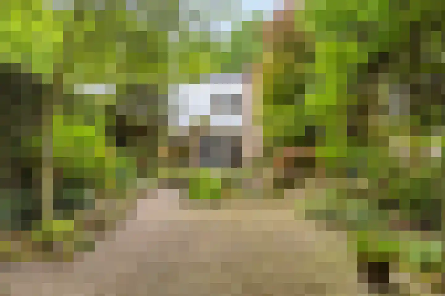 Hollandse Tuin 27 's Gravenmoer thumbnail 6