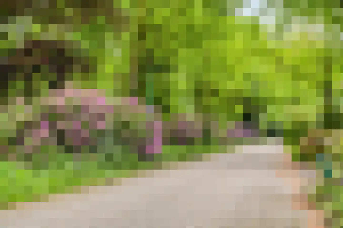 Hollandse Tuin 27 's Gravenmoer thumbnail 7