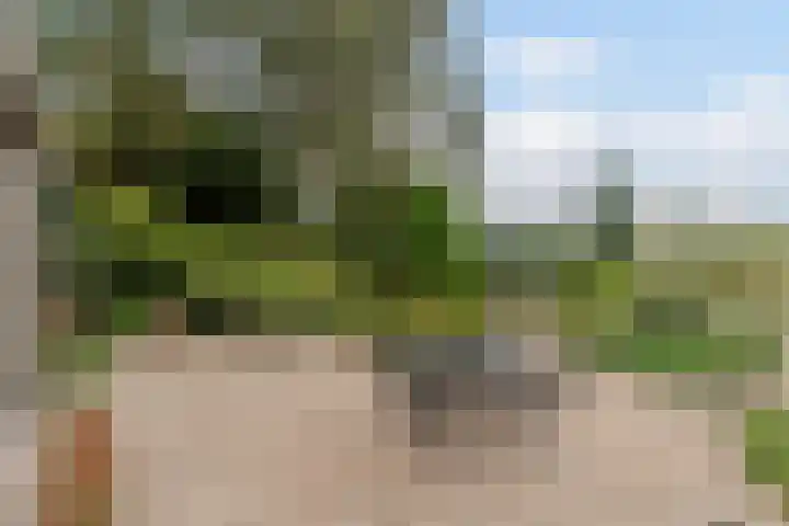 Hollandse Tuin 7 's Gravenmoer thumbnail 17