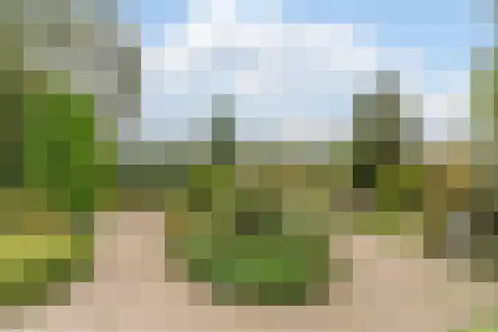 Hollandse Tuin 7 's Gravenmoer thumbnail 19