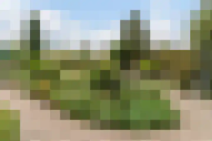 Hollandse Tuin 7 's Gravenmoer thumbnail 21