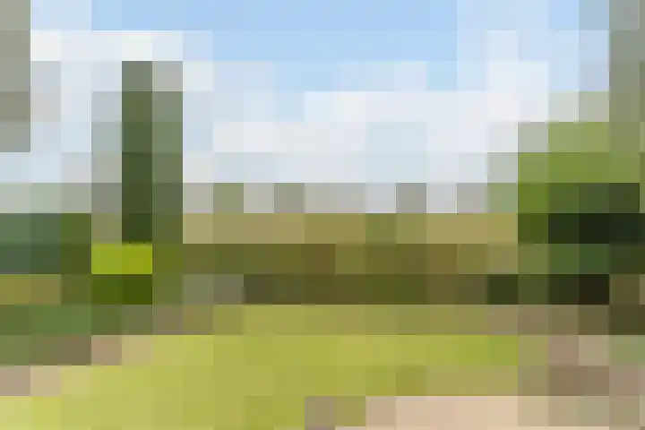 Hollandse Tuin 7 's Gravenmoer thumbnail 22