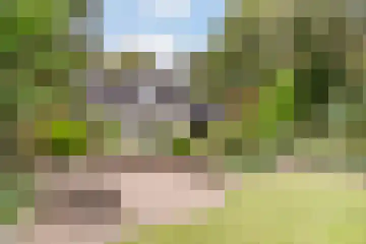 Hollandse Tuin 7 's Gravenmoer thumbnail 25