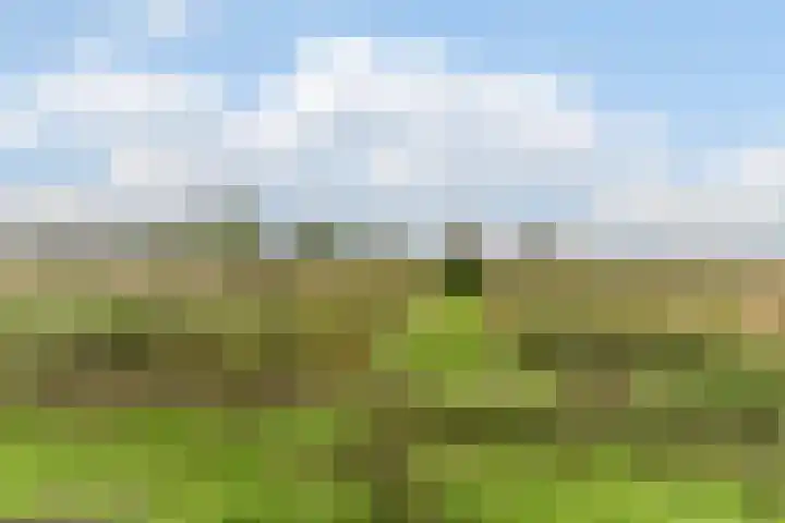 Hollandse Tuin 7 's Gravenmoer thumbnail 46