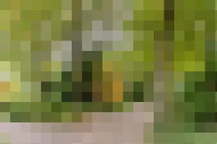 Hollandse Tuin 7 's Gravenmoer thumbnail 49