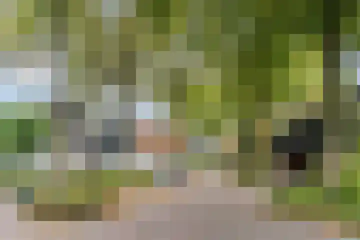 Hollandse Tuin 7 's Gravenmoer thumbnail 50