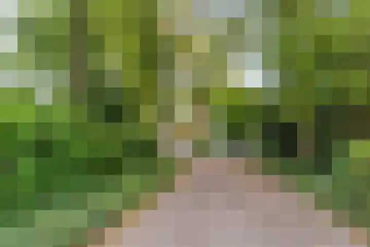 Hollandse Tuin 7 's Gravenmoer thumbnail 51