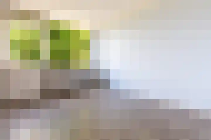 Hollemarestraat 55 Zwartewaal thumbnail 17