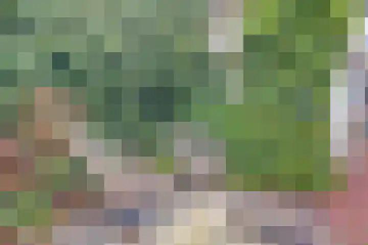 Hollemarestraat 66 Zwartewaal thumbnail 34