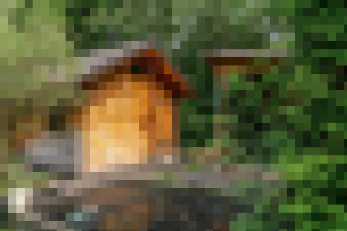 Hollestraat 8 Swalmen thumbnail 71