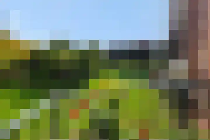 Holterveste 45 's-Hertogenbosch thumbnail 23