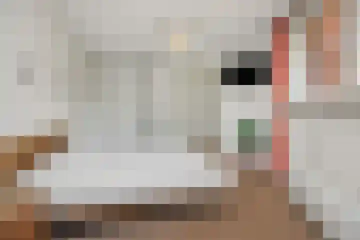 Holterveste 45 's-Hertogenbosch thumbnail 38