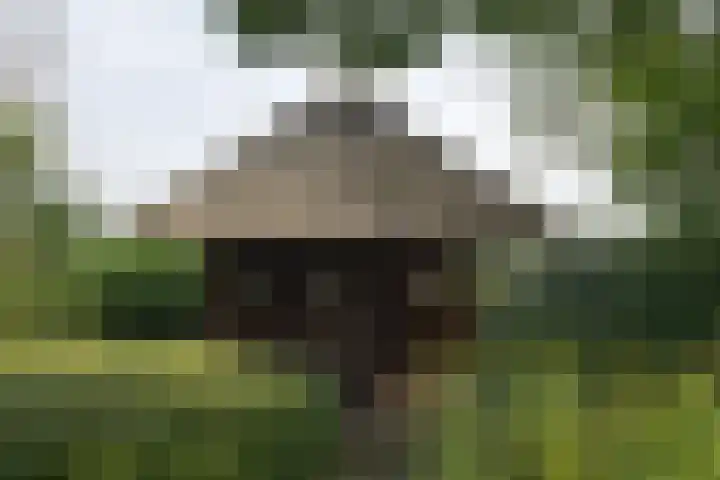 Holterweg 135 Lettele thumbnail 53